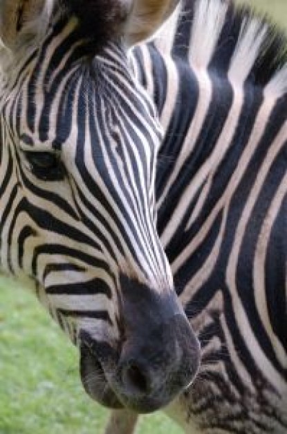 Africa zebra South Africa about Kenya Zebra Equidae Maasai Mara Travel and Tourism